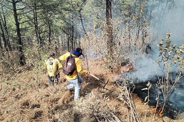 Bosque michoacano conservado con brechas cortafuego preventivas visibles.