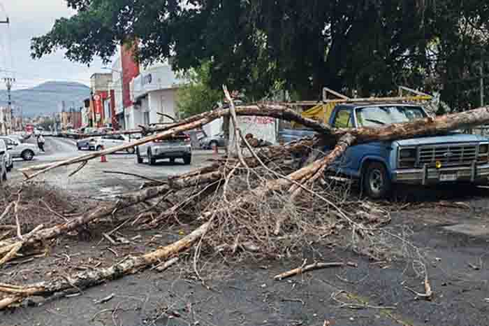 Camioneta afectada por la caída de un gran árbol sobre la vialidad en la calle Bucareli de Morelia.