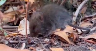 Ratón colilargo (Oligoryzomys longicaudatus) en un bosque templado de la Patagonia