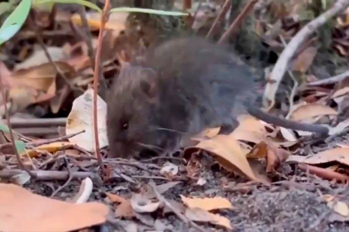 Ratón colilargo (Oligoryzomys longicaudatus) en un bosque templado de la Patagonia