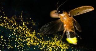 Avistamiento de luciérnagas en el bosque de Tlalpujahua Michoacán