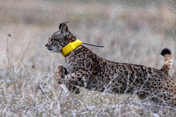Ejemplar de lince ibérico en un centro de cría gestionado por el OAPN.