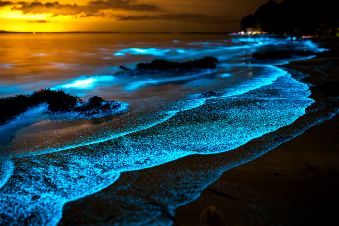 Mar iluminado con tonos azules por dinoflagelados bioluminiscentes durante la noche.