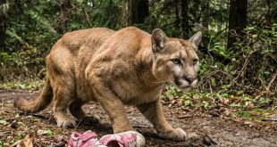 Puma en un sendero boscoso junto a unos zapatos de niña caídos en el suelo.