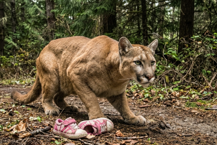 Puma en un sendero boscoso junto a unos zapatos de niña caídos en el suelo.