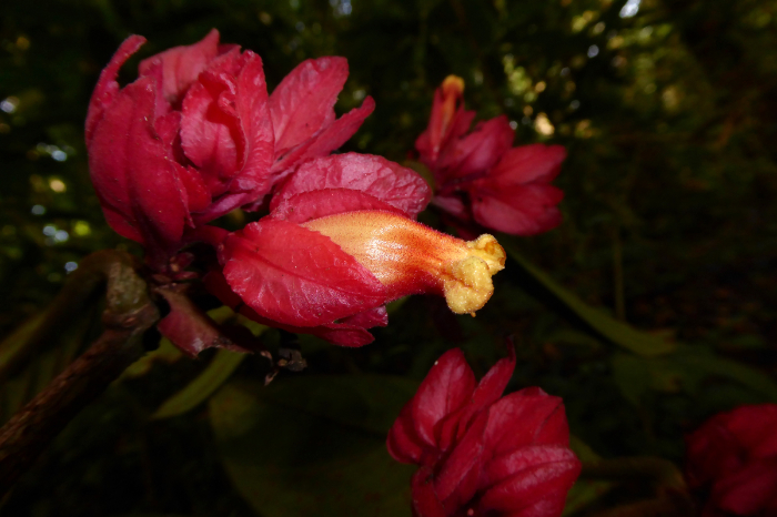 Flores amarillas intensas y brácteas rojas de la nueva planta Drymonia crassolobulata.