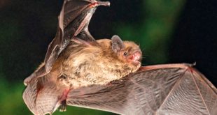 Murciélago Pipistrellus pygmaeus el más pequeño de Europa en su entorno natural.