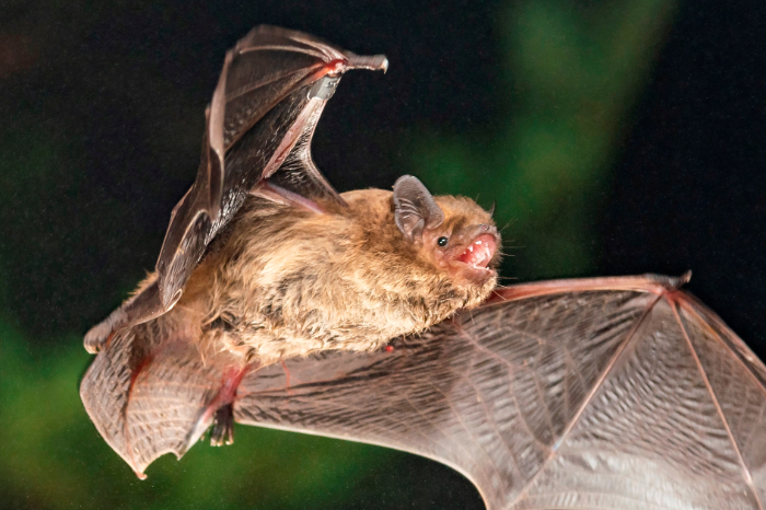 Murciélago Pipistrellus pygmaeus el más pequeño de Europa en su entorno natural.