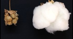 Planta de algodón silvestre bajo investigación genética en Yucatán México