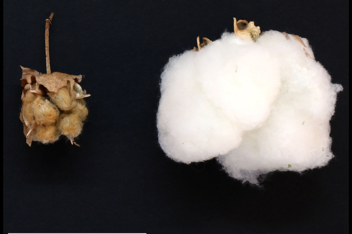 Planta de algodón silvestre bajo investigación genética en Yucatán México
