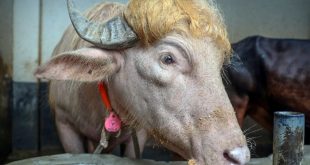 Búfalo albino llamado Donald Trump con pelaje rubio en Bangladés