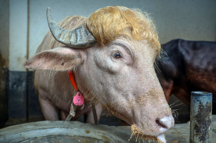 Búfalo albino llamado Donald Trump con pelaje rubio en Bangladés