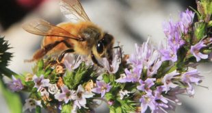 Abeja polinizando una flor en peligro por la crisis climática