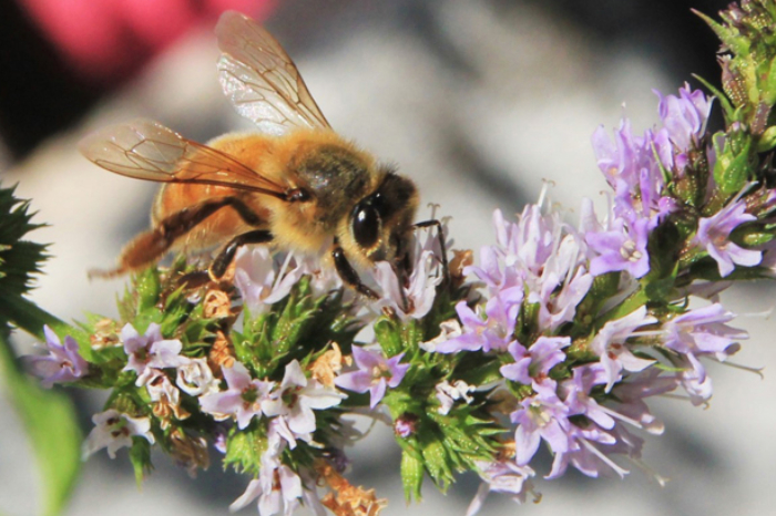 Abeja polinizando una flor en peligro por la crisis climática