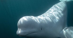 Ballena beluga bajo el agua demostrando capacidades de percepcion visual y cognicion avanzada