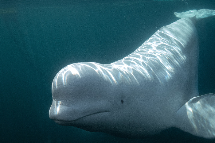 Ballena beluga bajo el agua demostrando capacidades de percepcion visual y cognicion avanzada