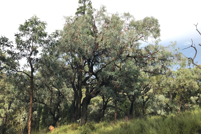 Bosque afectado por sequía y efectos del cambio climático en las plantas
