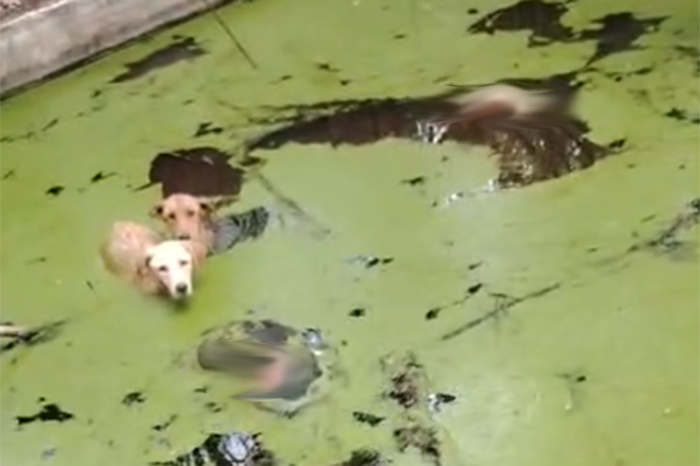 Elementos de Bomberos y Protección Civil de Zitácuaro realizan el rescate de perros en un pozo de agua.