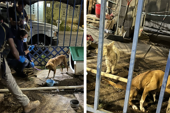 Agentes de la Fiscalía de Michoacán rescatando a dos perros descuidados durante un operativo en Villas del Pedregal.