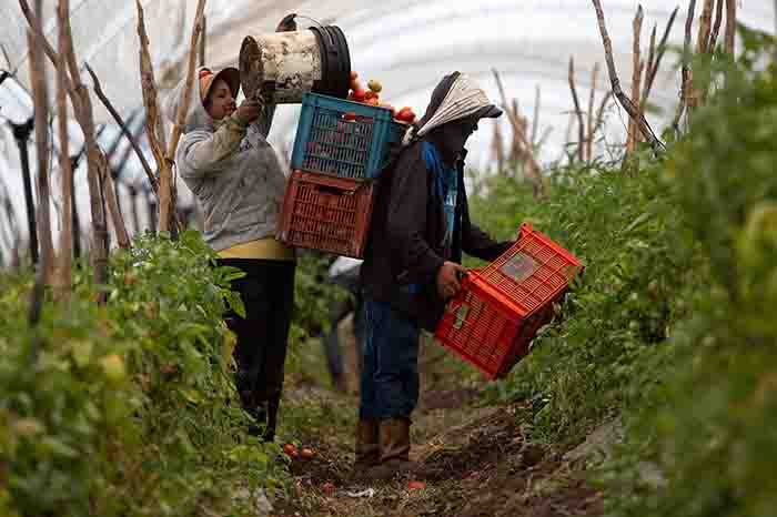 Trabajadores agrícolas recolectando hortalizas de exportación en un campo de cultivo mexicano tecnificado.