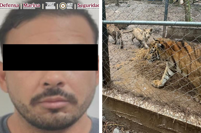 Elementos de seguridad federal resguardando tigres asegurados en Nuevo León.