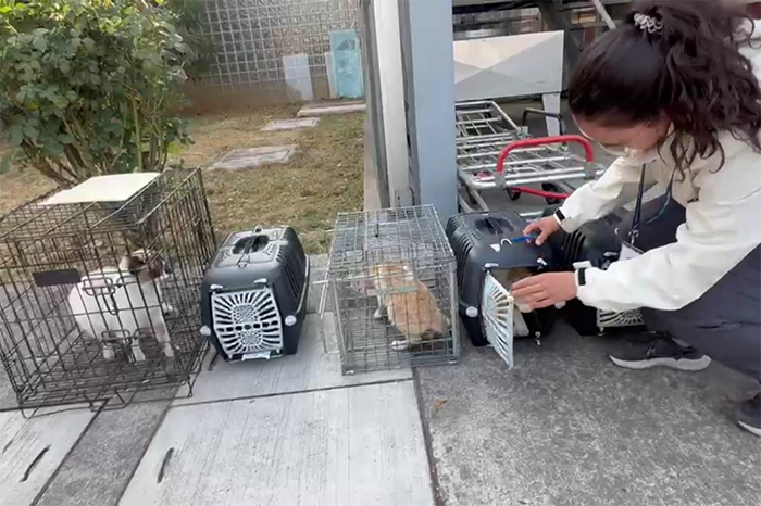 Personal del IMPA Morelia aplicando el programa TNR (captura y esterilización) a gatos en el ISSSTE.