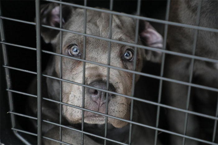Cachorros de la raza Cane Corso resguardados por asociaciones protectoras tras un operativo contra el maltrato animal en Morelia.