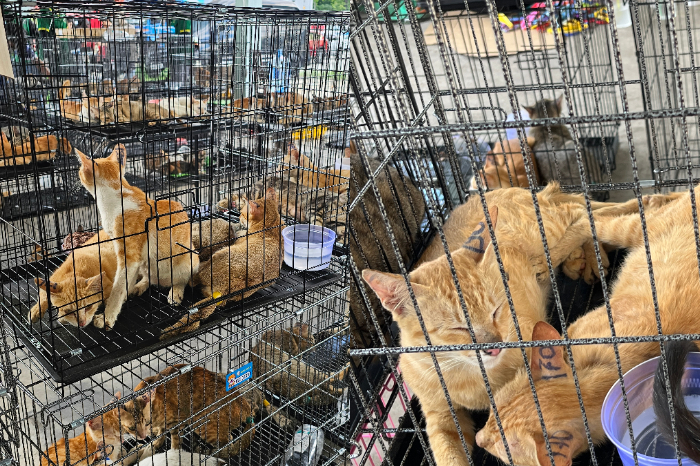 Gatos rescatados en jaulas bajo el cuidado del Zoológico de Saigón tras operativo en Vietnam.