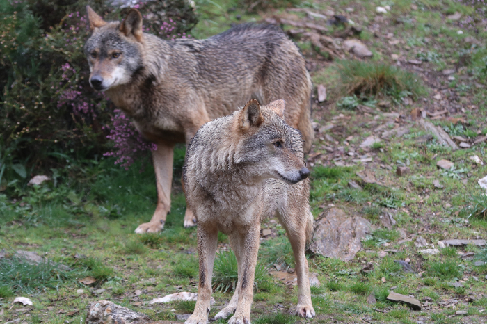 Lobo iberico en libertad en la region atlantica del norte de España