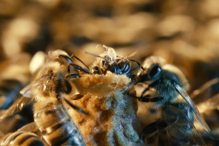 Celda real en forma de cacahuate dentro de un panal de abejas melíferas.