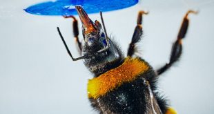 Abejorro Bombus terrestris moviendo una bola hacia una flor artificial en un experimento