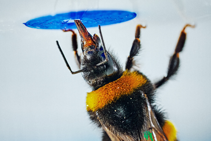 Abejorro Bombus terrestris moviendo una bola hacia una flor artificial en un experimento