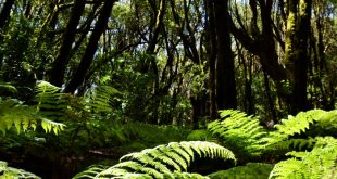 Deforestacion y degradacion de la selva amazonica punto de no retorno