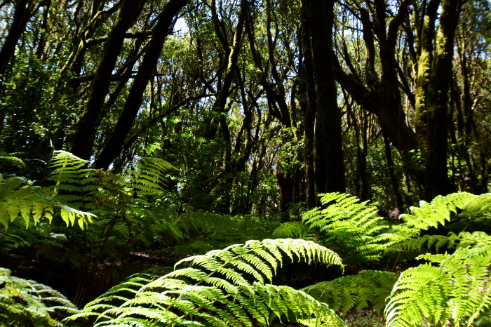 Deforestacion y degradacion de la selva amazonica punto de no retorno