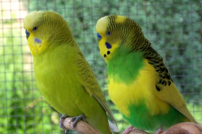 Guacamayos y loras rescatados del tráfico ilegal de fauna en Latinoamérica.