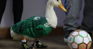 El famoso Pato Merlín con sus tenis y playera de la selección mexicana.