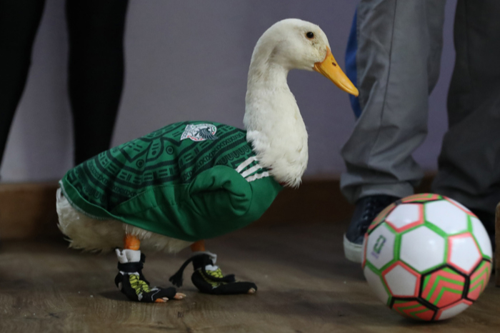 El famoso Pato Merlín con sus tenis y playera de la selección mexicana.