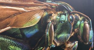 Fotografia macro monumental de un insecto detallado de la coleccion Microsculpture de Levon Biss