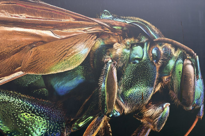 Fotografia macro monumental de un insecto detallado de la coleccion Microsculpture de Levon Biss