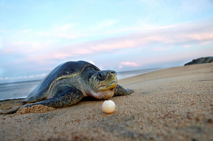 Tortugas marinas en Michoacán: Un refugio de biodiversidad