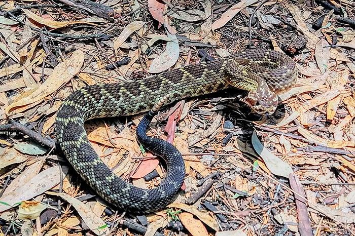 Ejemplar protegido localizado en zonas habitacionales ante la alerta por serpientes de cascabel en Morelia.