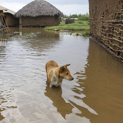 Animales en medio de inundaciones causadas por El niño.