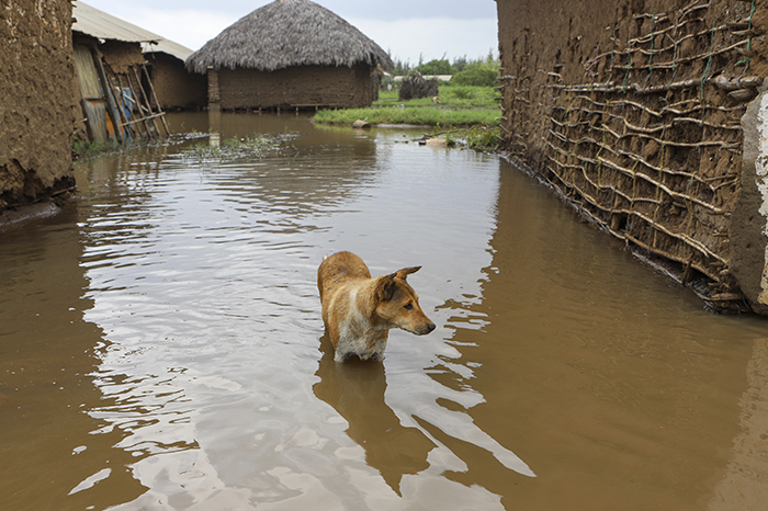 Animales en medio de inundaciones causadas por El niño.
