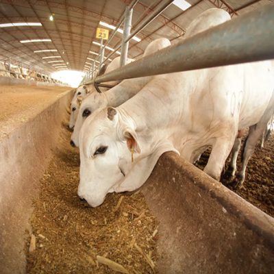 Operativos sanitarios en ranchos de Texas para prevenir la expansión del gusano barrenador en el ganado vacuno.