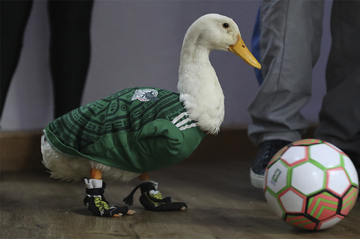 El famoso Pato Merlín luciendo sus tenis amarillos durante su reciente aparición en Palacio Nacional.