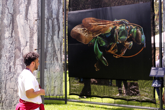 Fotografías en gran formato y esculturas de la exposición Insectus instaladas en el Parque Zoológico de Morelia.