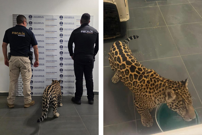 Elementos de la Fiscalía General del Estado de Michoacán resguardan un cachorro de jaguar rescatado en Zitácuaro.