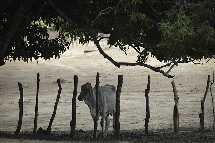 El Niño causa afectaciones que también impactan en animales y personas.