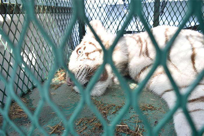 Un cachorro de tigre de bengala blanco con café resguardado por las autoridades ambientales de PROFEPA tras un operativo.