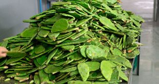Nopales usados como fertilizante orgánico.